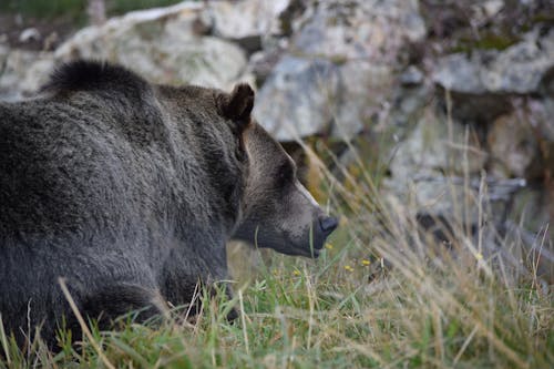 Fotobanka s bezplatnými fotkami na tému divá príroda, fotografie zvierat žijúcich vo voľnej prírode, hracie pole