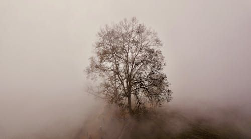Imagine de stoc gratuită din arbore, ceață, crengi