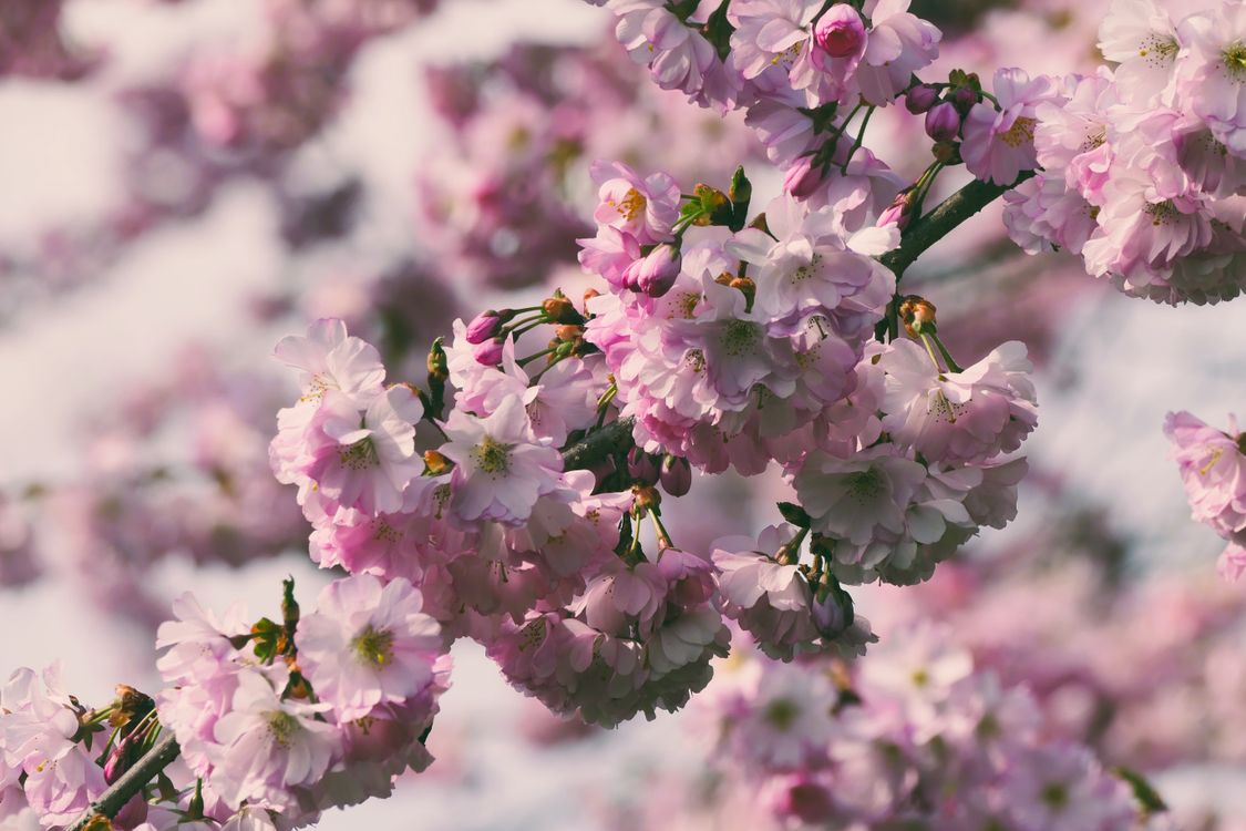 Cherry Tree In Spring Spring Blossoming Cherry Tree · Free Stock Photo