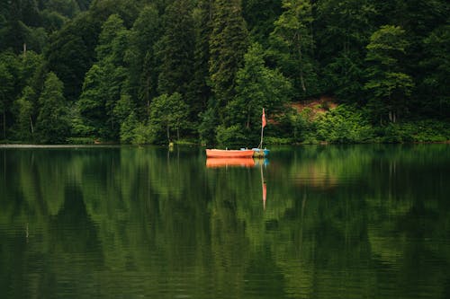 Безкоштовне стокове фото на тему «дерева, ліс, моторні човни»