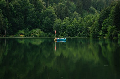 Foto d'estoc gratuïta de arbres, bosc, llac