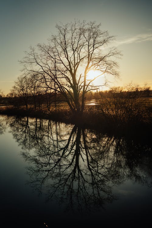 Photos gratuites de à contre-jour, arbre, aube