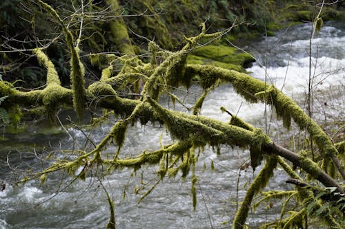 A moss covered tree branch over a river