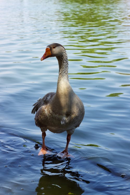 A goose standing in the water near a body of water