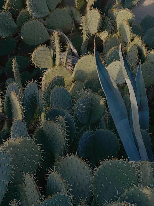 Gratis lagerfoto af blade, grøn, kaktusser