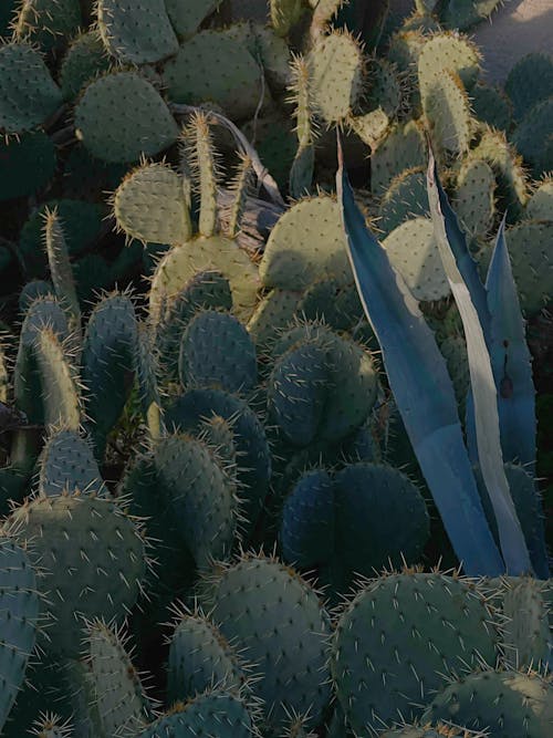 Photos gratuites de acéré, agave, aiguille