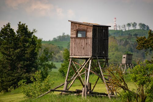 Imagine de stoc gratuită din arbori, câmp, de lemn