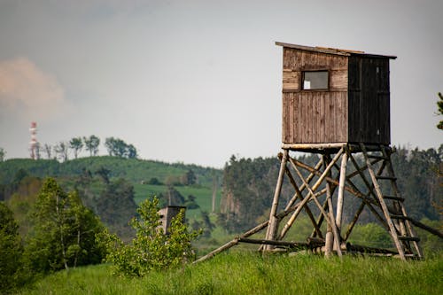 Gratis stockfoto met heuvels, houten, jagen