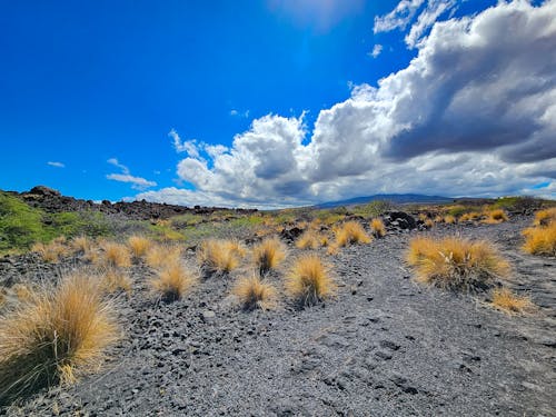 Fotos de stock gratuitas de campo, fondo de pantalla, Hawai