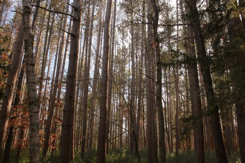 Free A tranquil dense forest with towering tree trunks and sunlight filtering through, capturing nature's beauty. Stock Photo