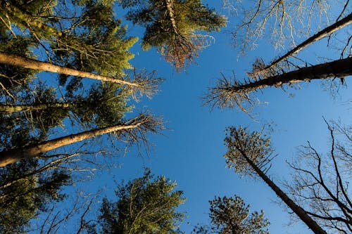 Безкоштовне стокове фото на тему «блакитне небо, верхівки дерев, гілки»