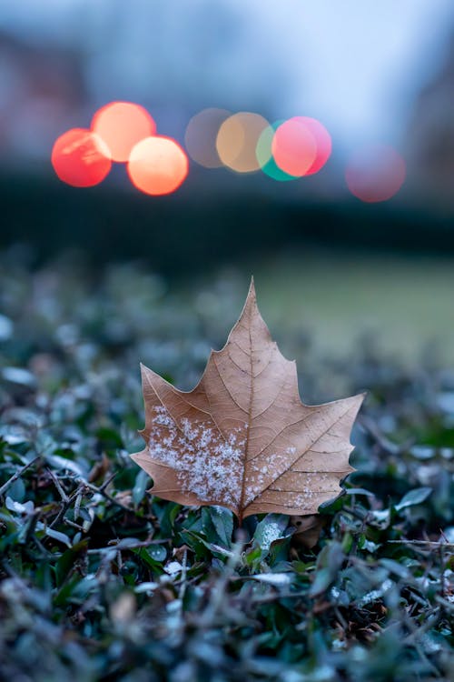 Close-up of a Brown Maple Leaf on Frosty Grass