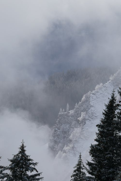 A snowy mountain with trees and fog