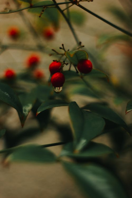 A close up of some red berries on a plant