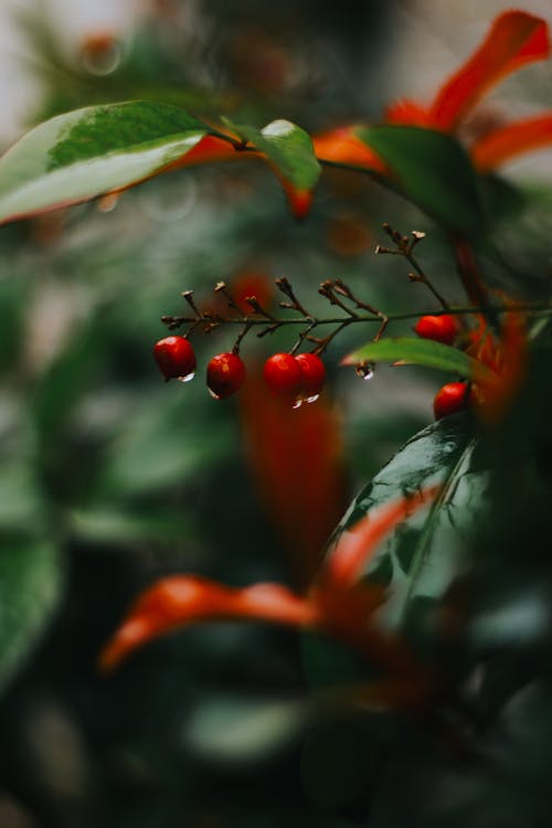 A close up of a plant with red berries