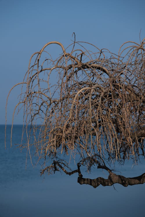 A dead tree with branches and leaves on the beach