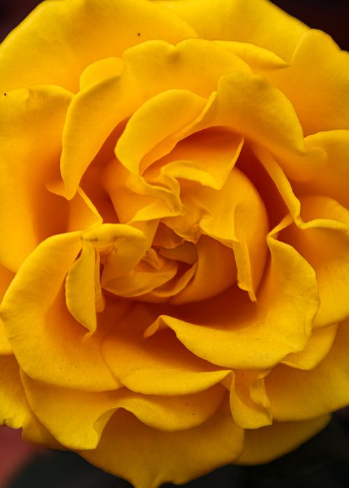 Free Detailed close-up of a vibrant yellow rose captured outdoors in Jaipur, India. Stock Photo