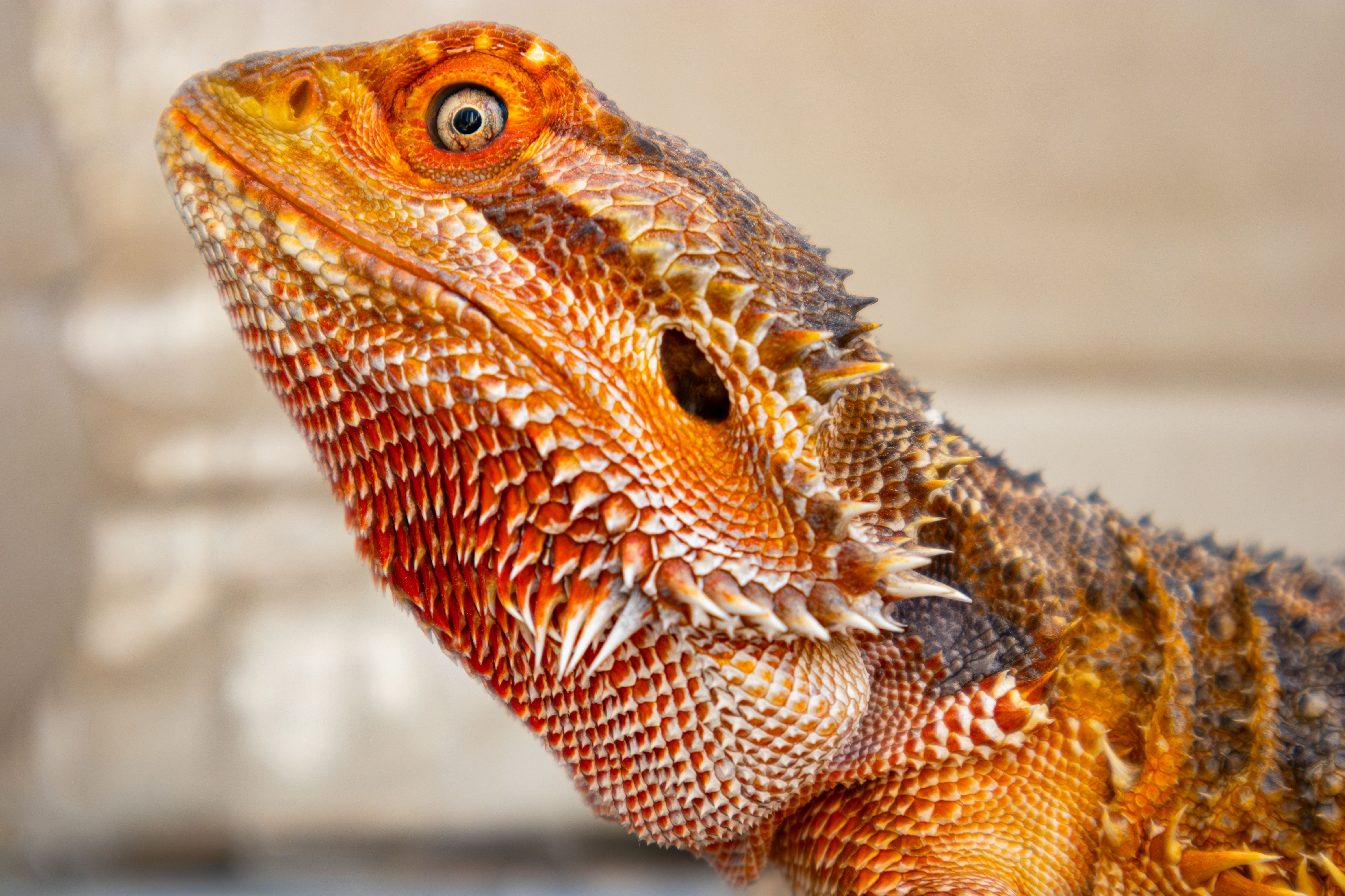 Head of Bearded Dragon · Free Stock Photo