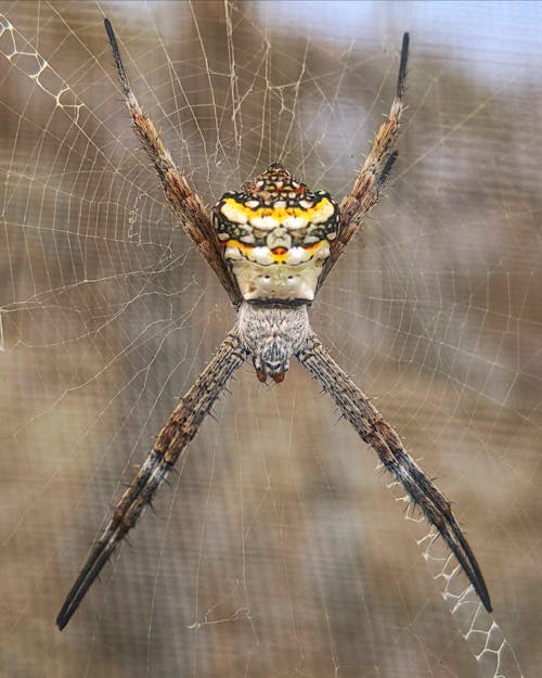A spider with yellow and black stripes on its body