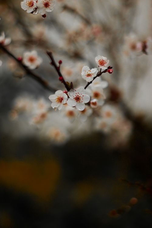 Free A delicate cherry blossom branch blooming with soft pink flowers, symbolizing spring season. Stock Photo