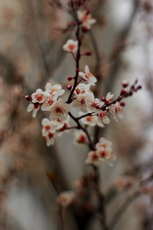 Foto d'estoc gratuïta de arbre, de prop, flor de cirerer
