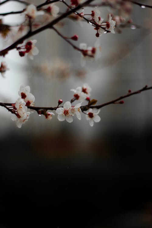 คลังภาพถ่ายฟรี ของ ก้าน, ดอกซากุระ, ดอกไม้