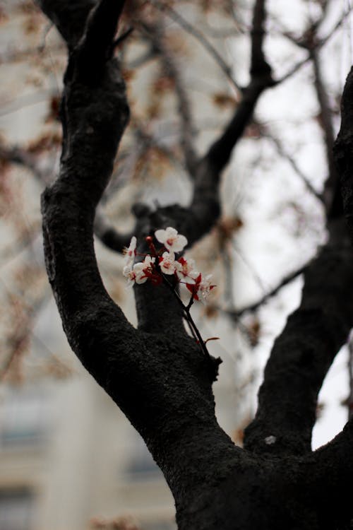 Fotos de stock gratuitas de árbol, belleza, cereza