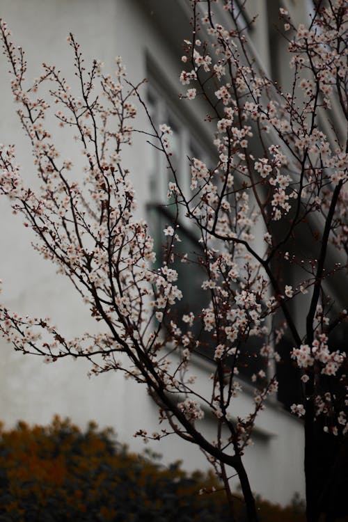Foto d'estoc gratuïta de arbre, flor de cirerer, flors