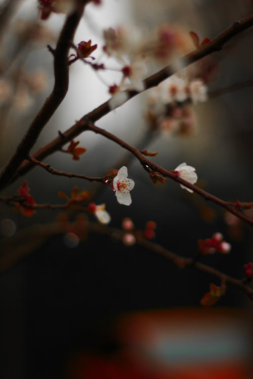 Close-up of Cherry Blossom Branches 