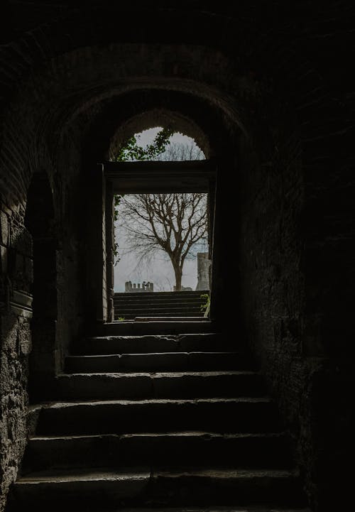 A view of a tree through a window in an old building