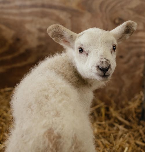 Fotobanka s bezplatnými fotkami na tému baby ovce, cicavec, farma