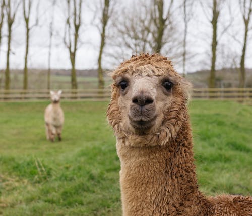 Foto stok gratis fotografi binatang, kepala, llama