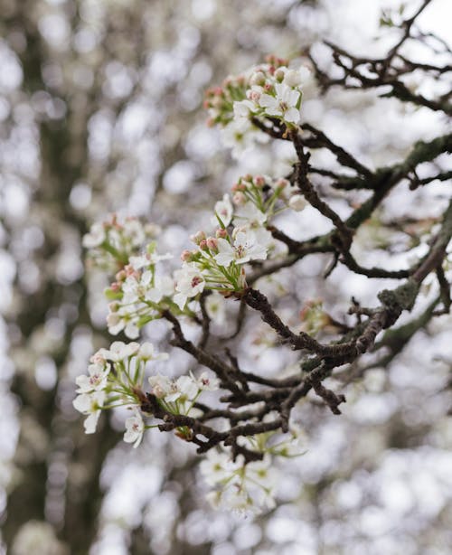 Imagine de stoc gratuită din arbore, creangă, flori albe
