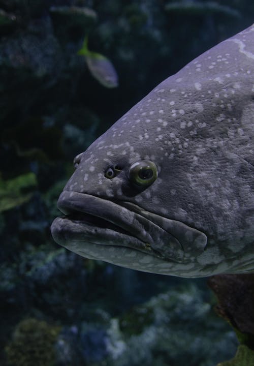 Close-up of a Grouper Fish Swimming in the Sea 