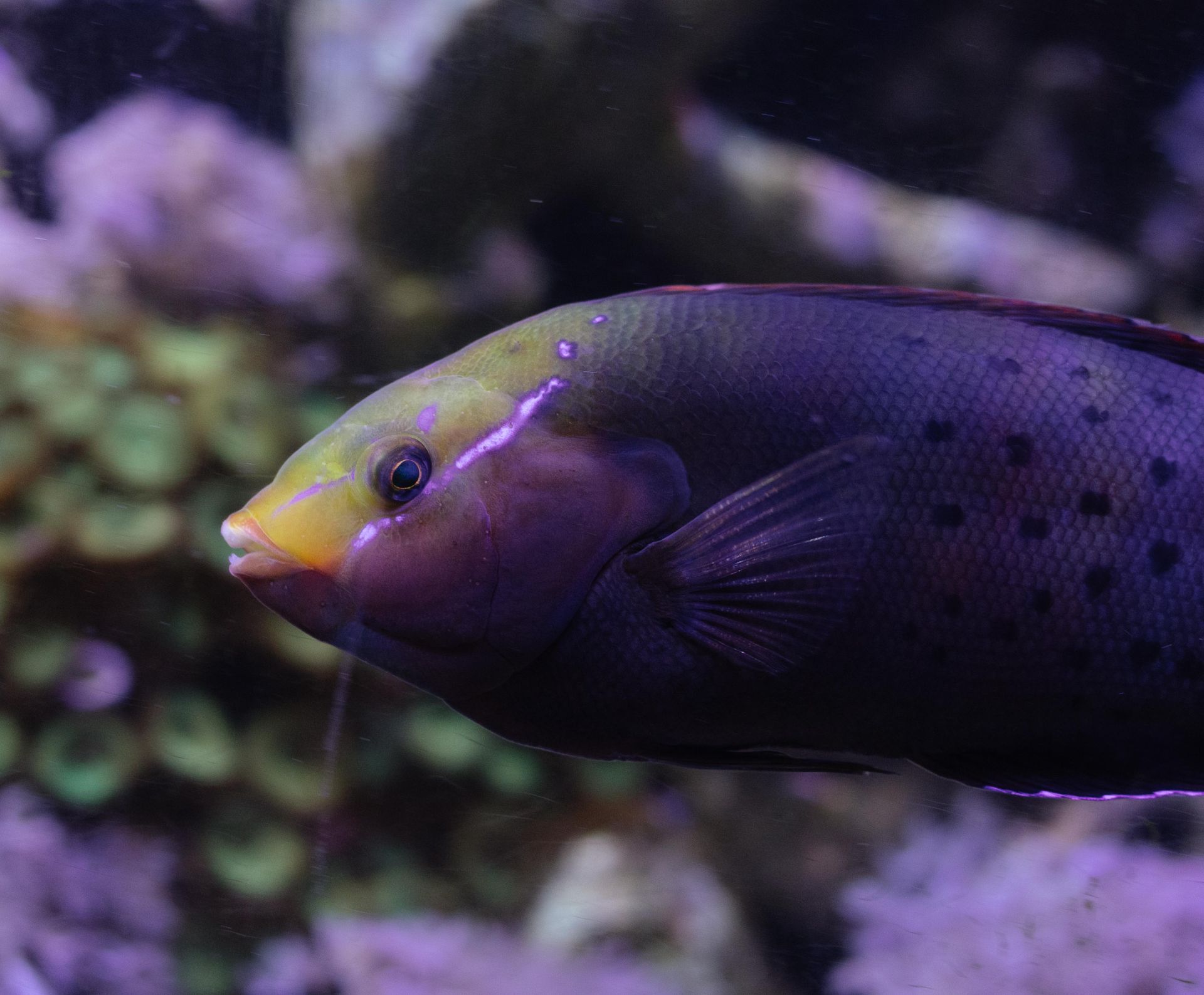 Vibrant tropical fish swimming in aquarium tank with colorful coral.