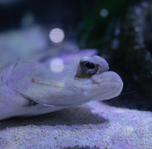 A close up of a fish with its eyes closed