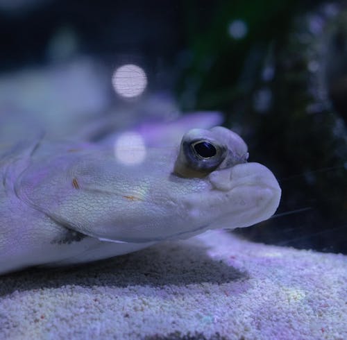 Immagine gratuita di acqua, acquario, anfibio