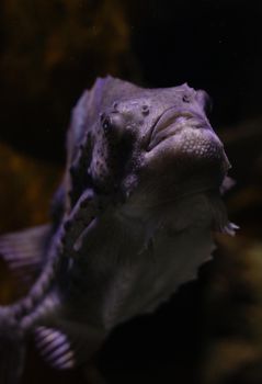 Vertical shot of a Cyclopterus (Lumpfish) swimming in an aquarium, showcasing its features.