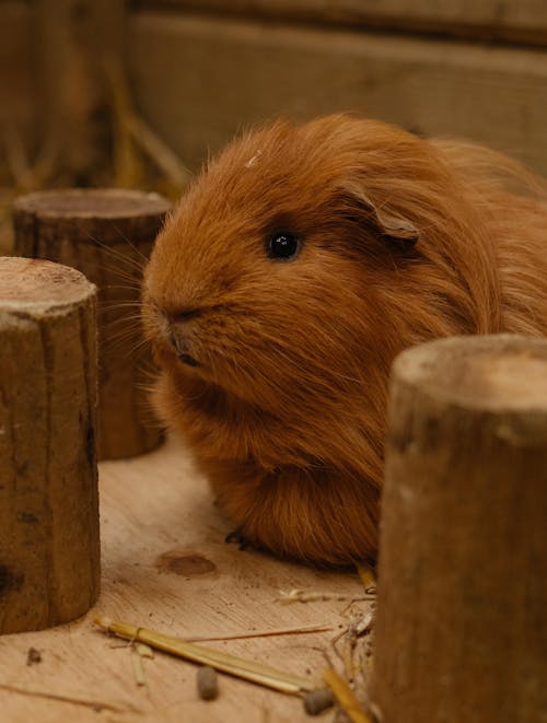 A guinea pig sitting on top of wooden logs