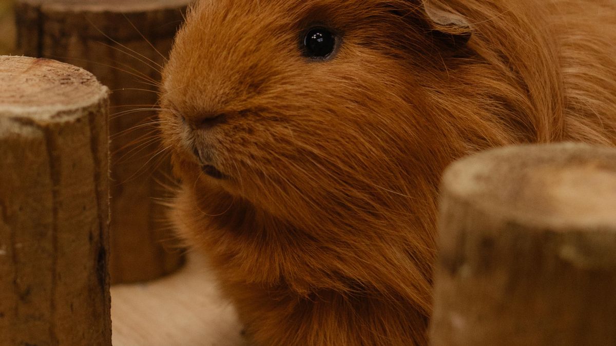 Meerschweinchen-Gehege selber bauen: 2-m²-Bauplan für die Wohnung