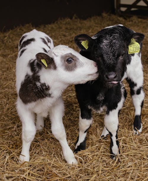 Gratis stockfoto met baby koe, beest, boerderij