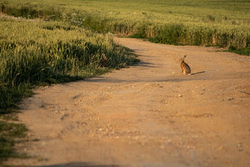 Foto profissional grátis de área, areia, caminho