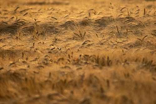 alan, bitki, buğday içeren Ücretsiz stok fotoğraf