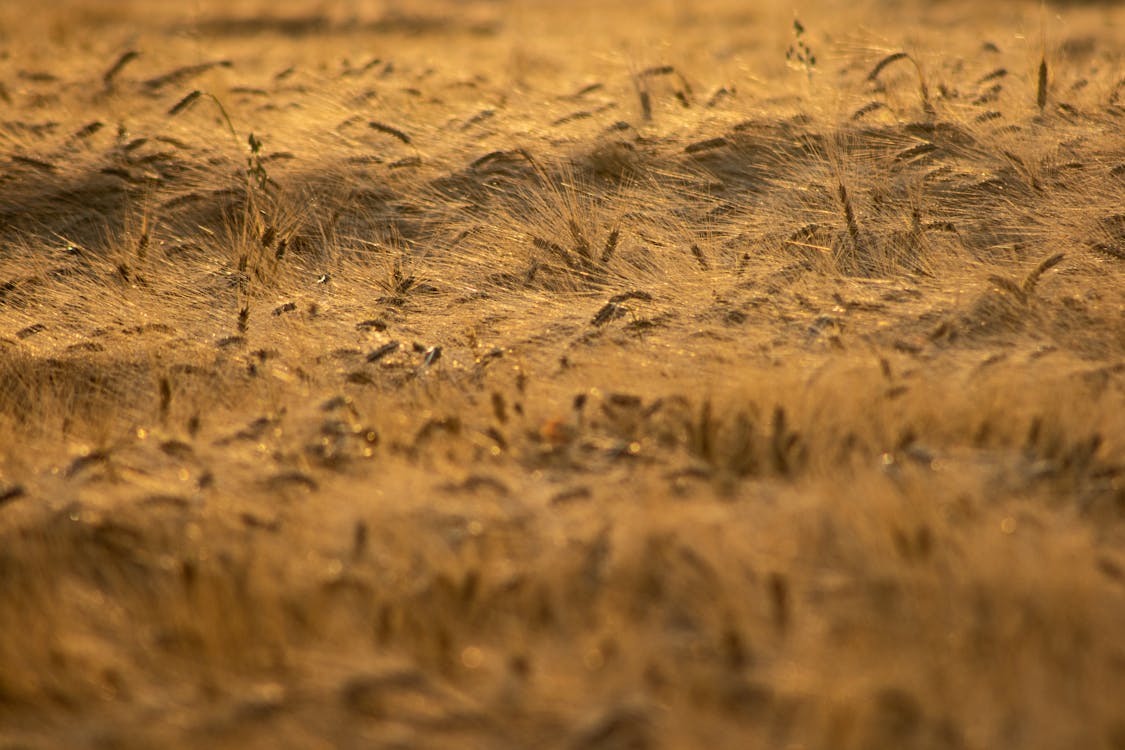 Základová fotografie zdarma na téma farma, hřiště, krajina