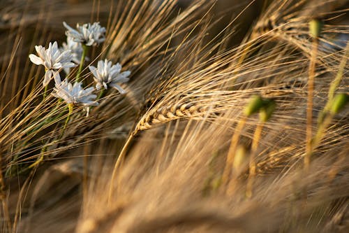 alan, Beyaz çiçekler, buğday içeren Ücretsiz stok fotoğraf