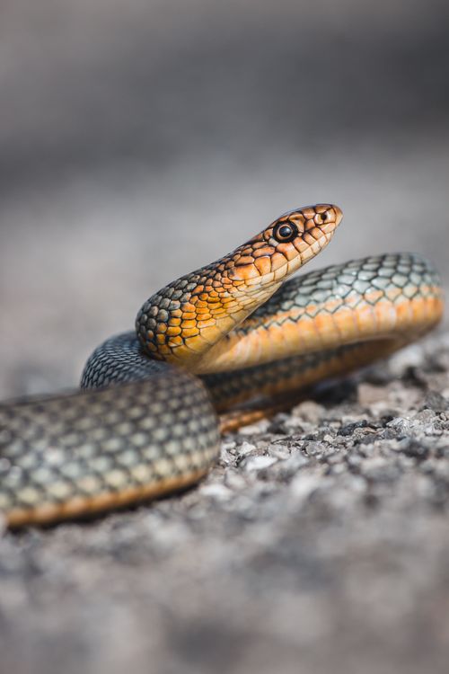 Free Detailed close-up of a snake coiled on rocks in Podgorica, showcasing its vibrant scales. Stock Photo