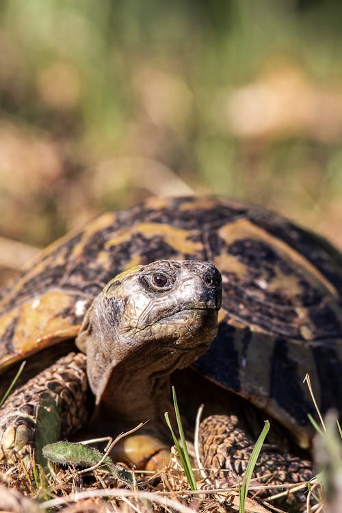 Tortoise Peeking Out of its Shell