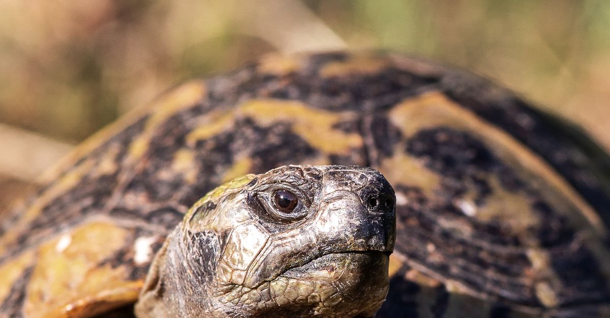 Tortoise Shell Off Tortoise Peeking Out of its Shell · Free Stock Photo