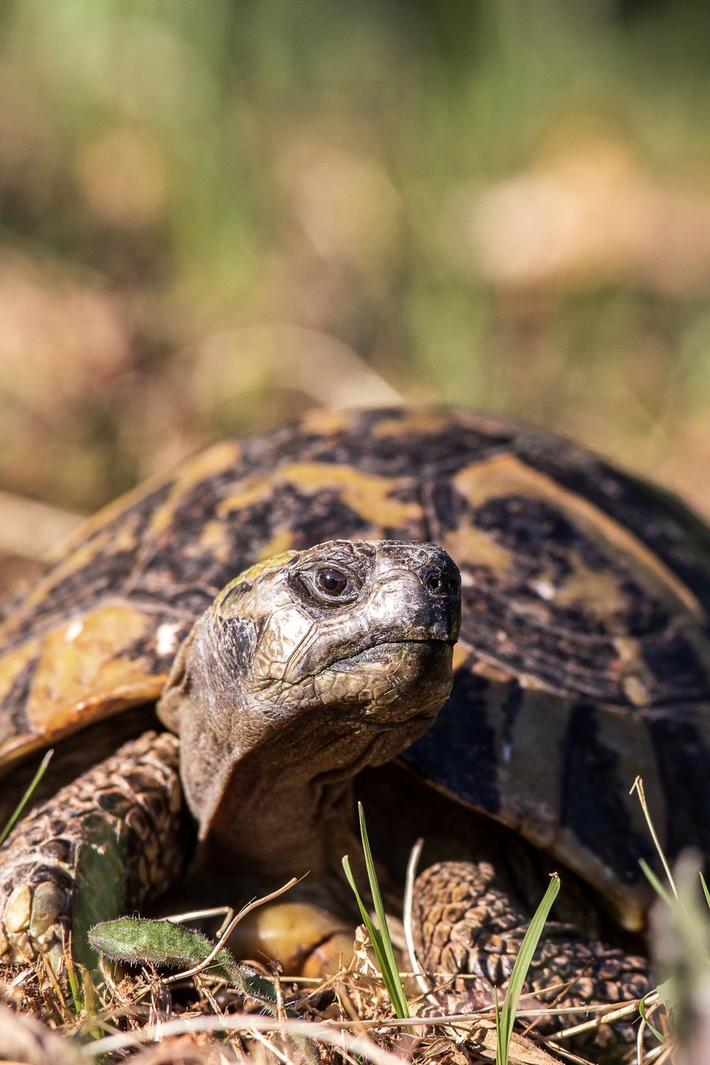 Tortoise Shell Off Tortoise Peeking Out of its Shell · Free Stock Photo
