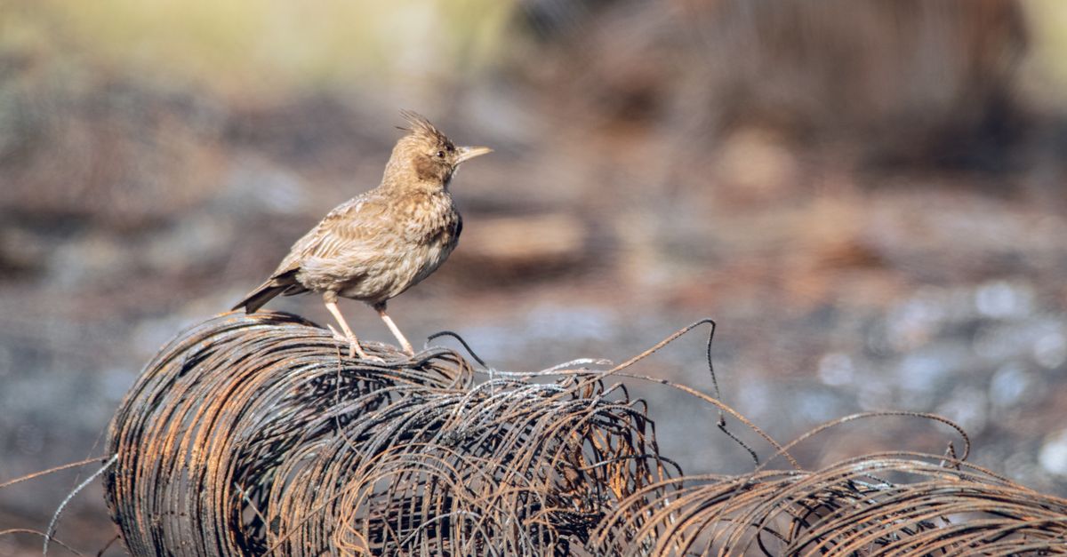 Wire Lark Crested Lark on a Pile of Wire · Free Stock Photo